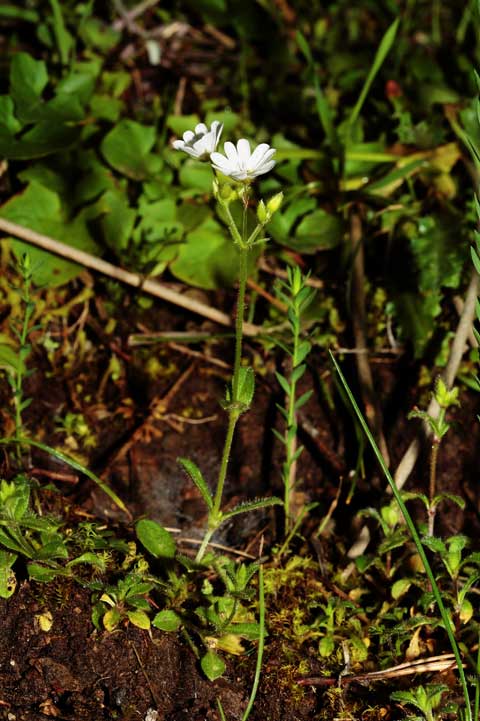 Avr determinato bene? Globularia e Cerastium